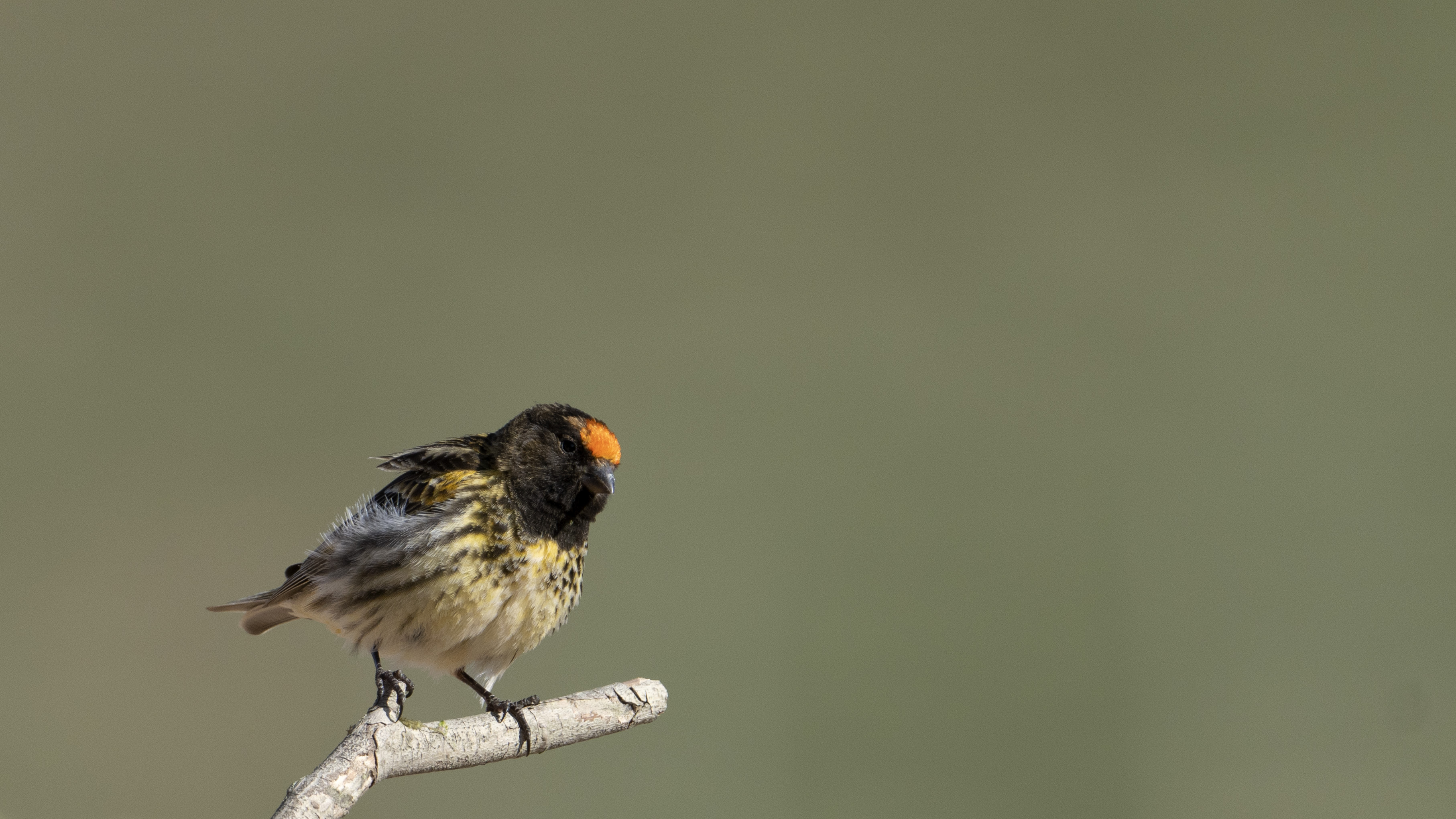 Fire-fronted Serin